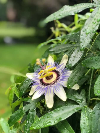 Fine Gardening Weston, MA