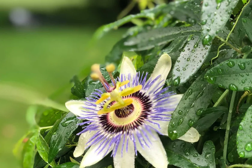 Fine Gardening Weston, MA